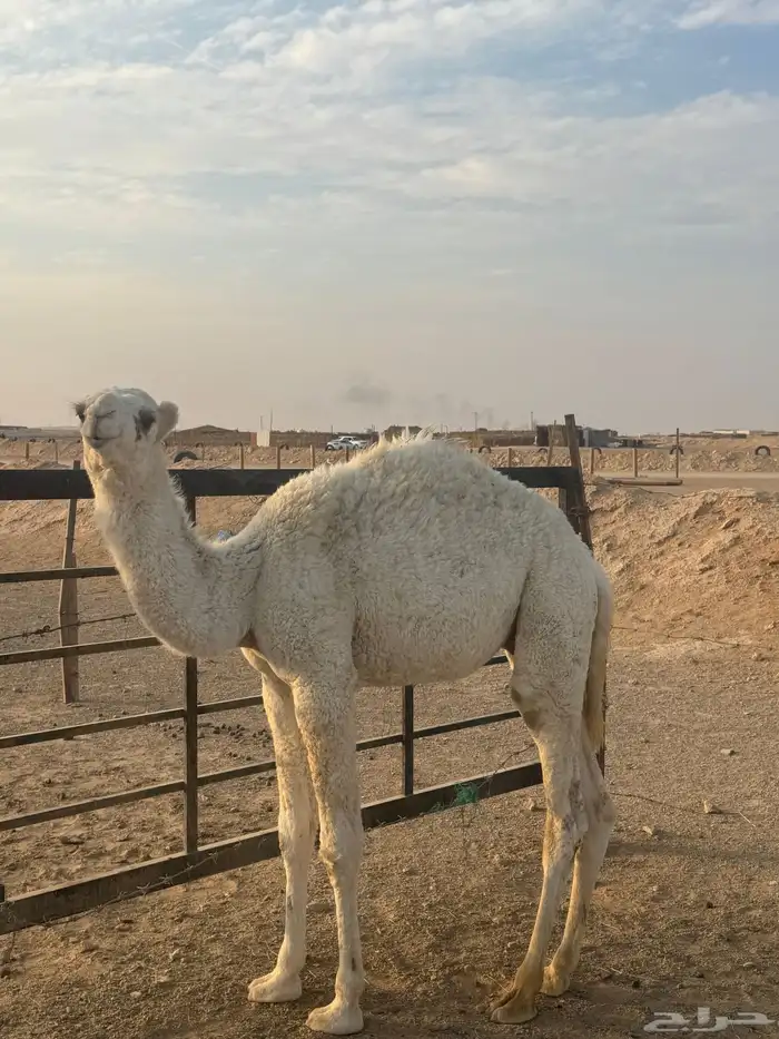 قعود للبيع 0