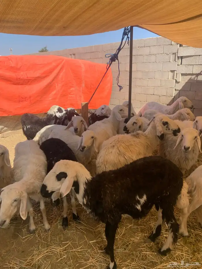 ضان اباكير متابيع 7