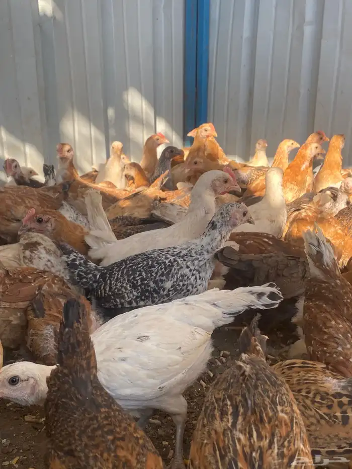 فراريج بلدي فواتح حمر 23