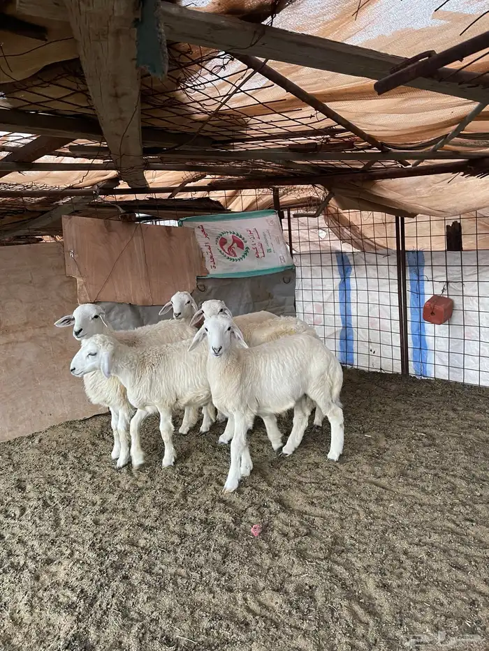 للبيع طليان نظيفه 2