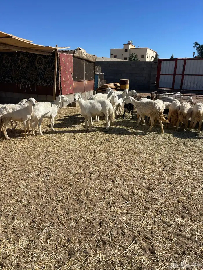 غنم مقاني صغار سن كفو 1