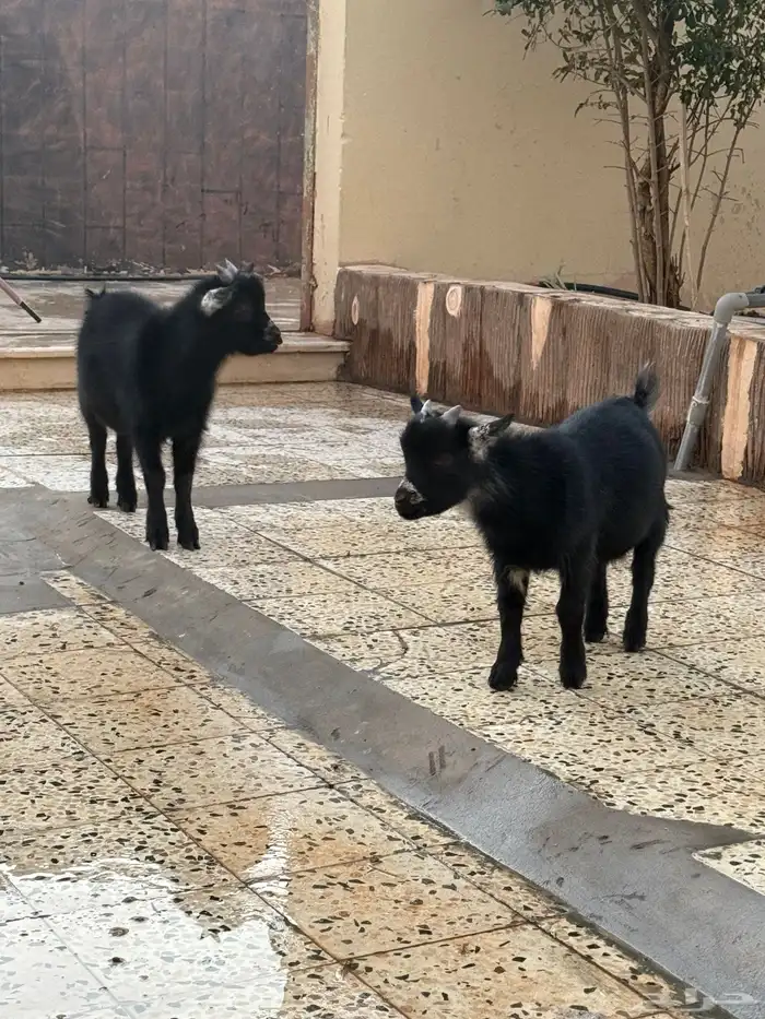 للبيع تيوس قزم 5