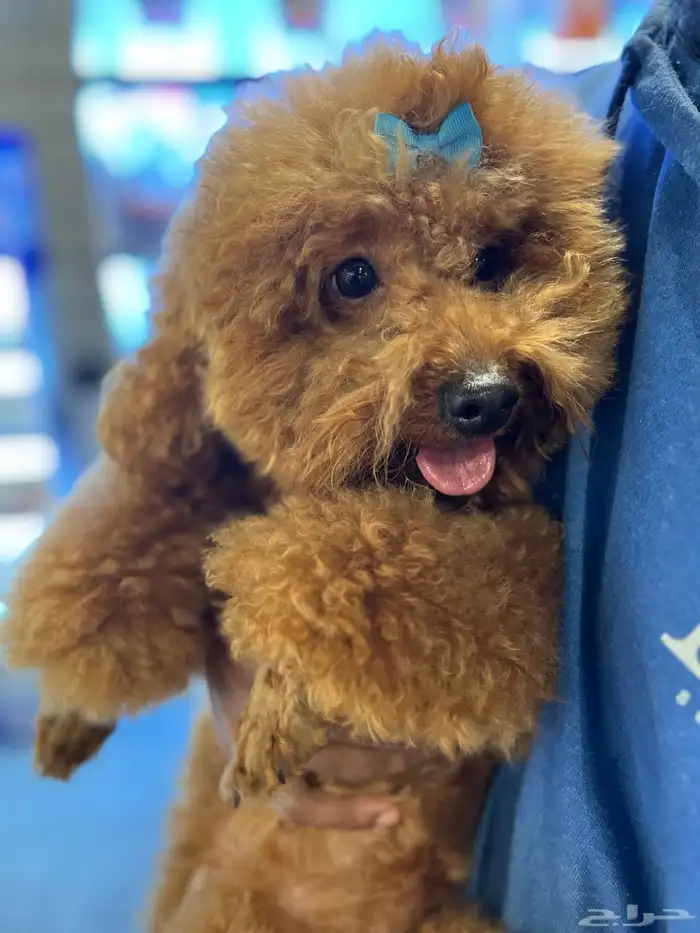 للبيع كلب بودل 1