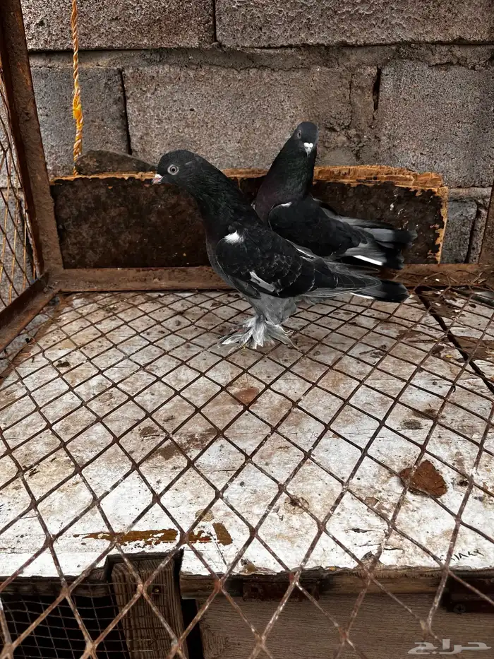 اتراك للبيع 3