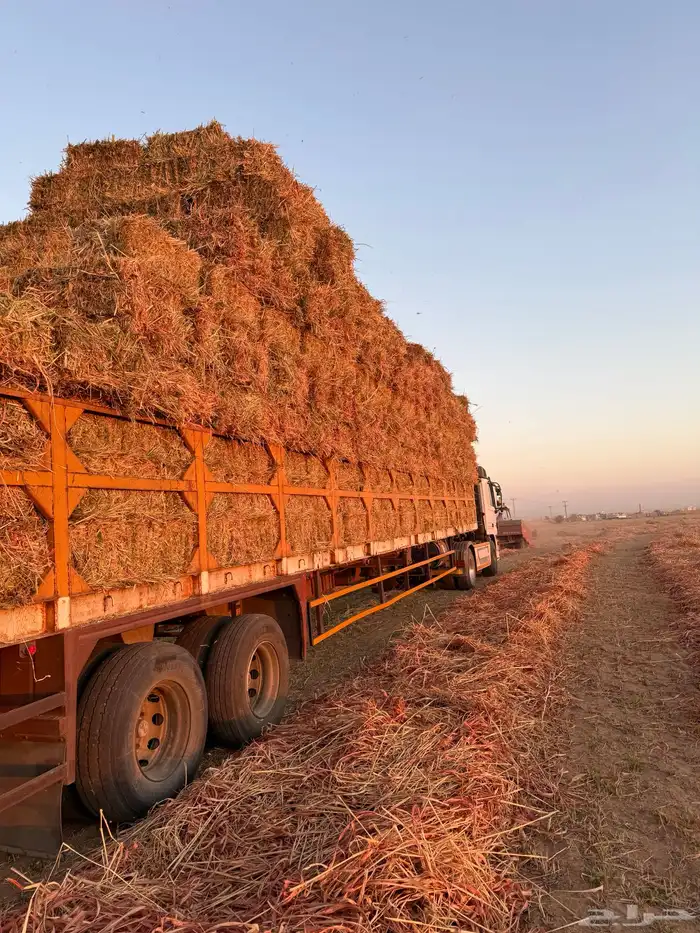 بيع اعلاف مع التوصيل برسيم رودس زريعا تبن مخلوط عجور ذره 8