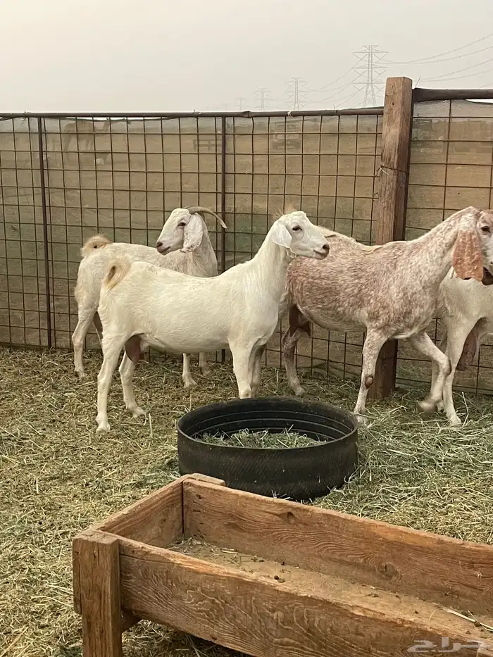 معزا مهجنات دفيع ع ولاده جم حروم عاليه فاخر 11