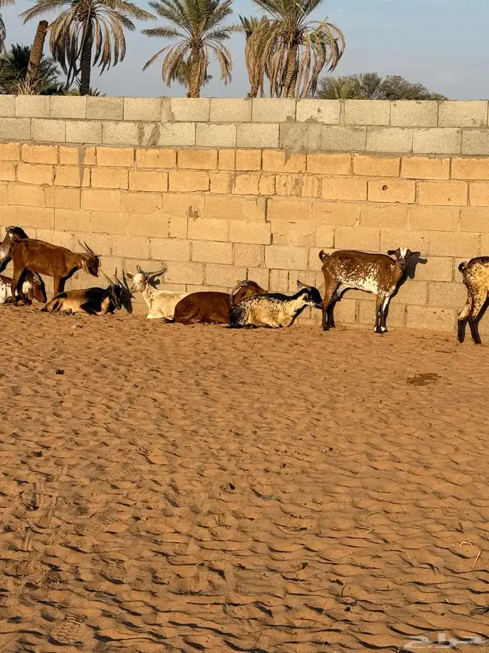 ماعز جنوبيه 1