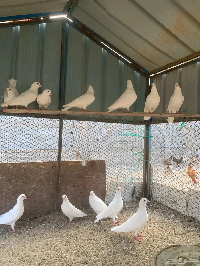 للبيع الزوج ب70 0