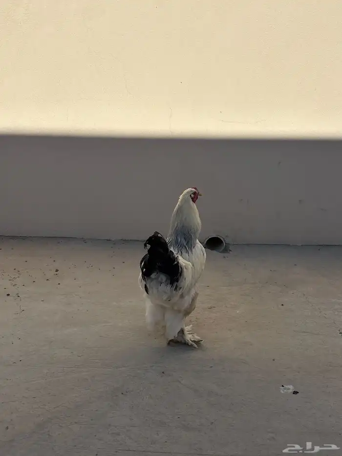 ديك براهما كولمبي 1