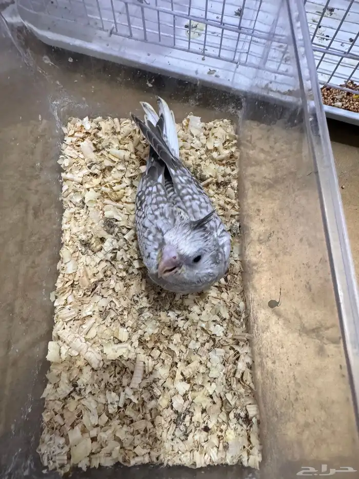 طيور الكروان 3