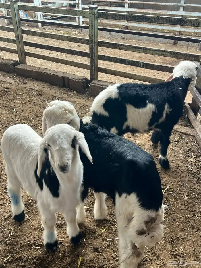 دواغير نجد طيبه 0