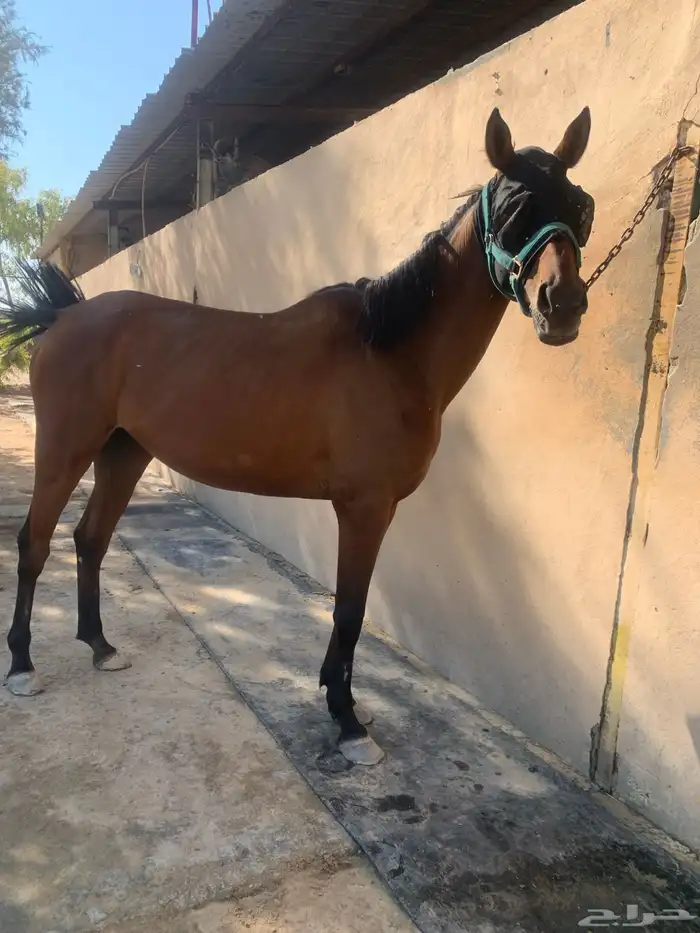 فرس للبيع 1