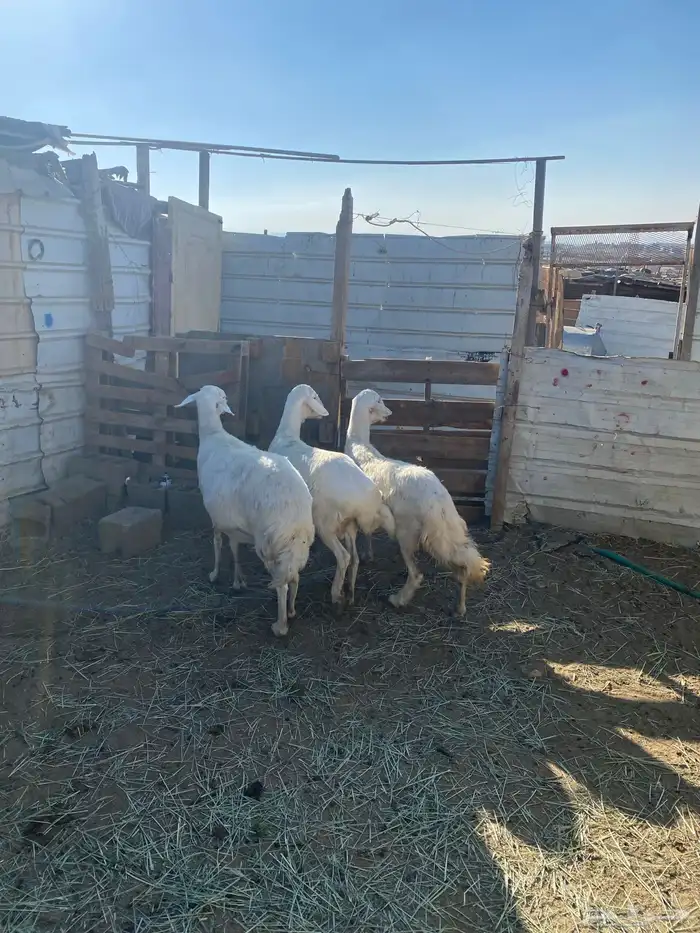 4 عروض حلال مشروطة وطيبة 5