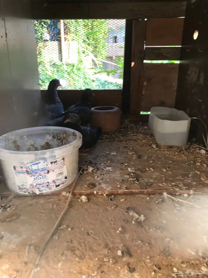 صنعاني اصيل شيبه وصوت ناعم وحجم صغير 33