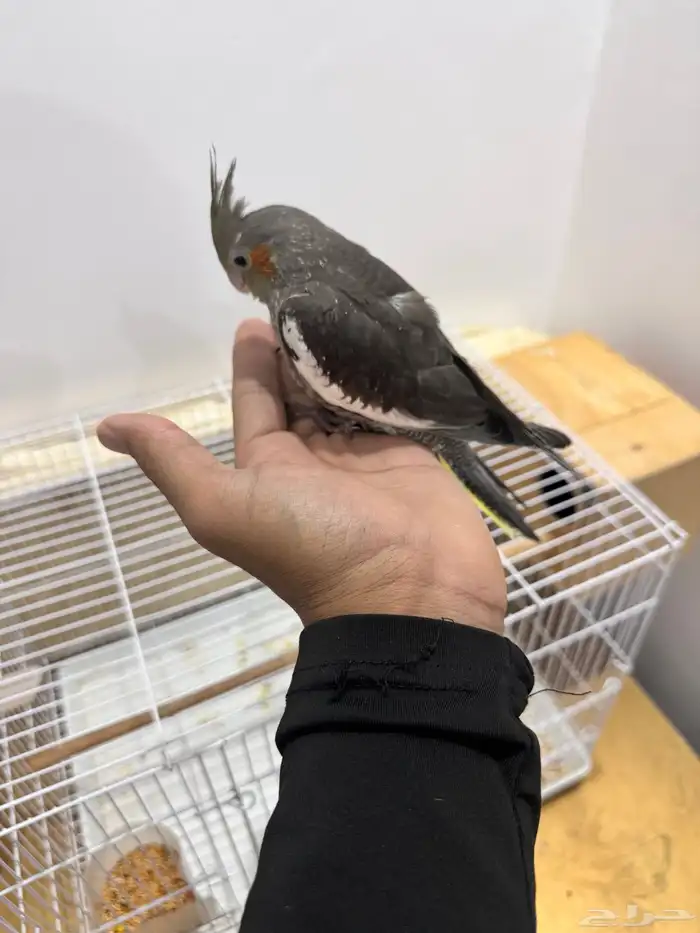 طيور الكروان 2