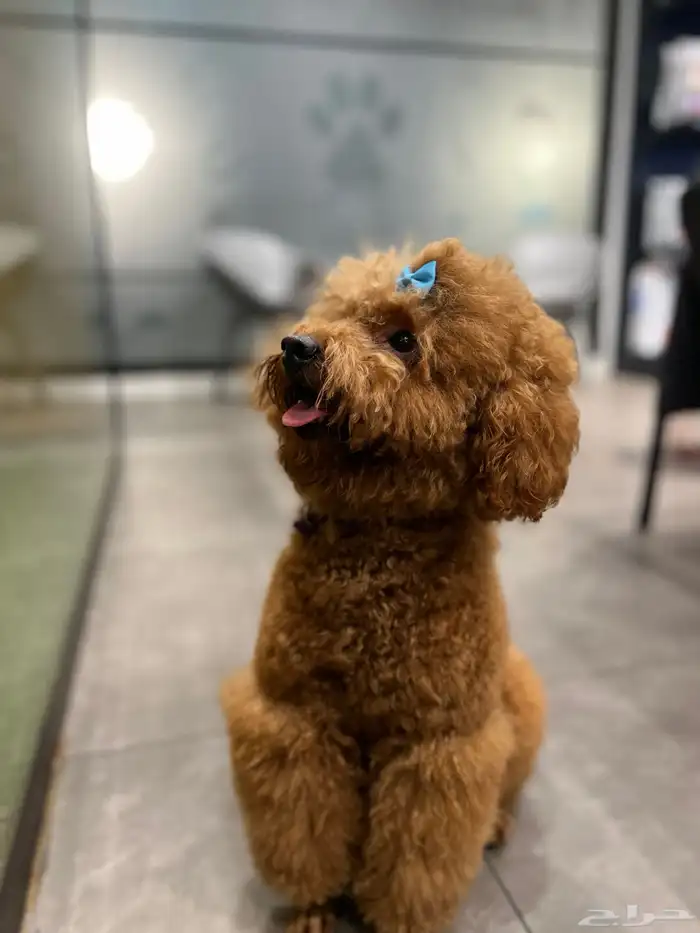 للبيع كلب بودل 0