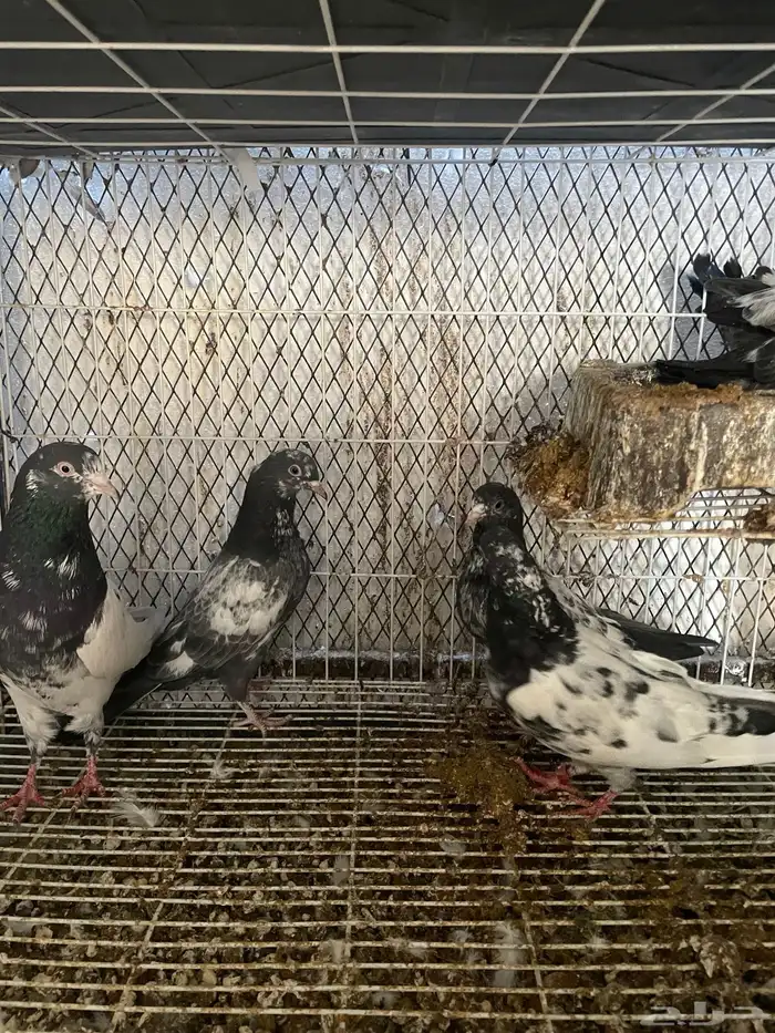 زوج تيدي مع طباته 1