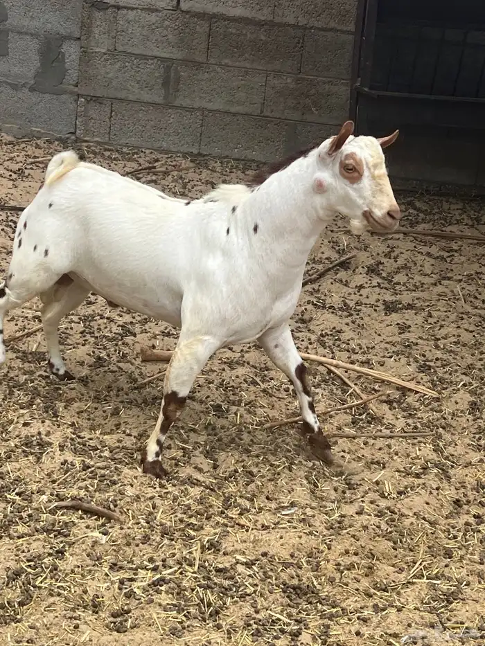 صخل عماني. ولد زيدان ولد الفيتامين ام بنت ولد اللكزز 0