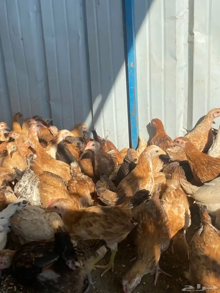 فراريج بلدي فواتح حمر 14