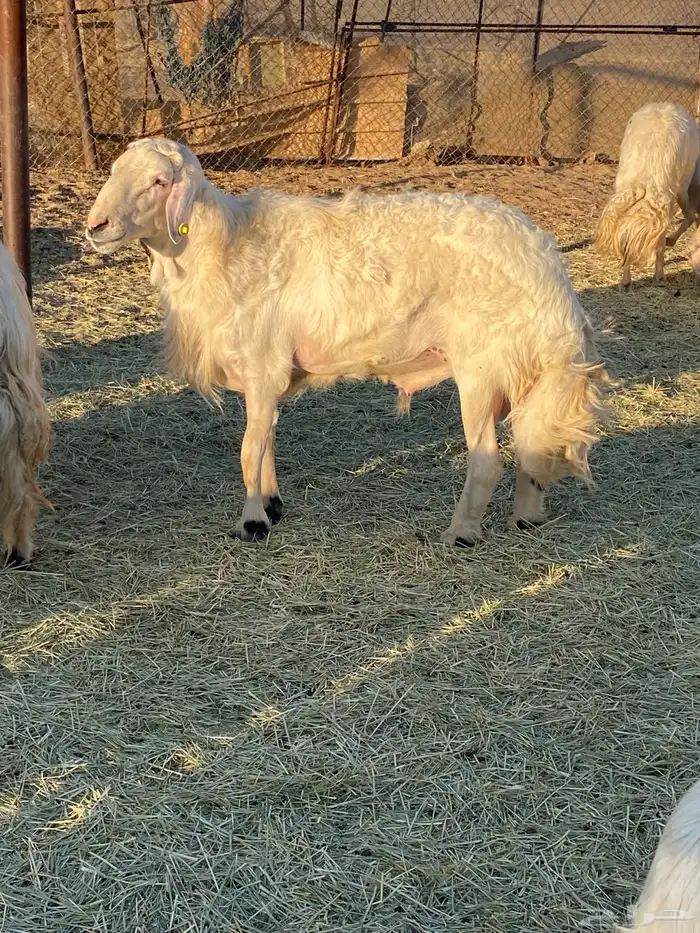 ضان صفر 20 بالفحل 2متابيع تحتها 3 والباقيه دفيع باذان الله 3