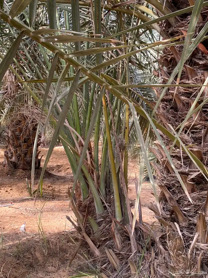 فسائل (فراخة ) ونقايل خلاص 5