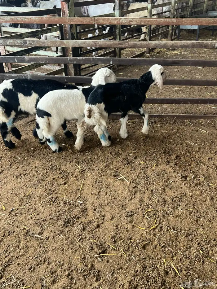 دواغير نجد طيبه 4