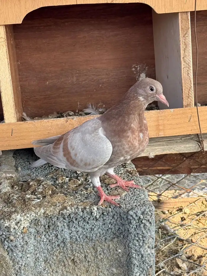 حمام صنعاني 2