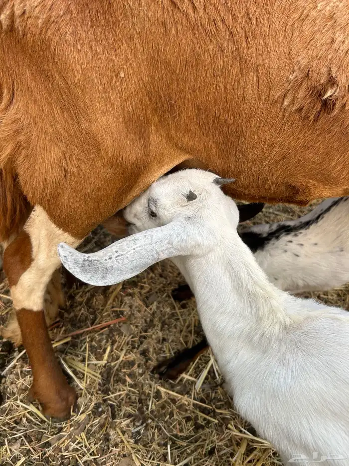 جفار حليب . 1