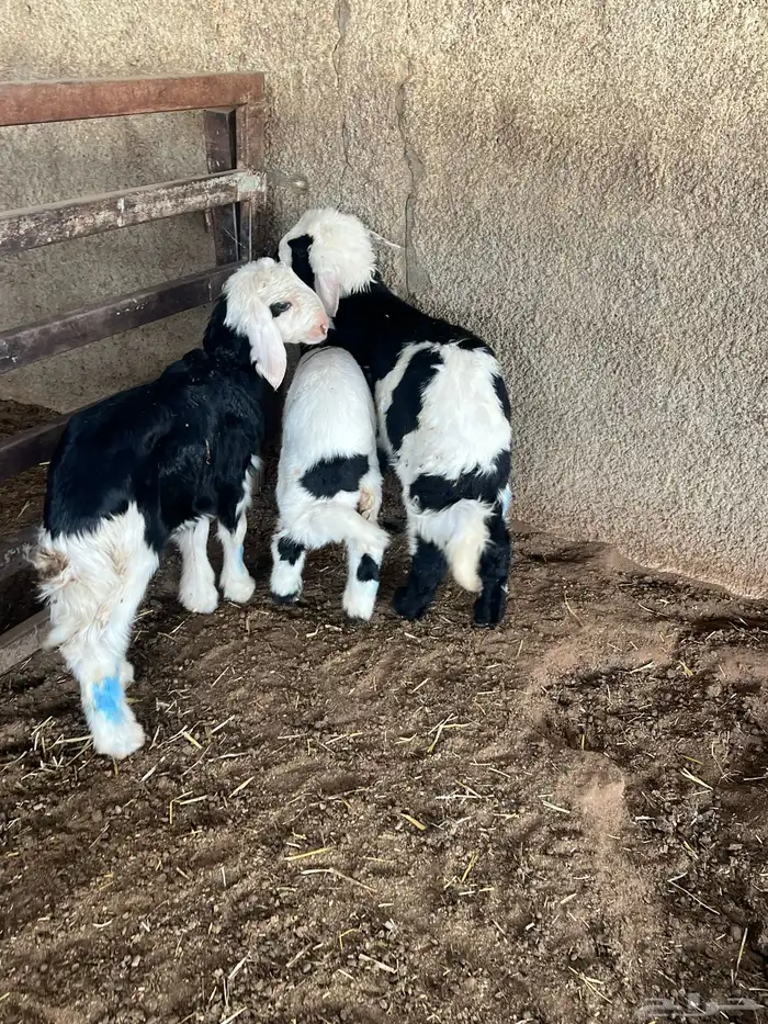 دواغير نجد طيبه 8