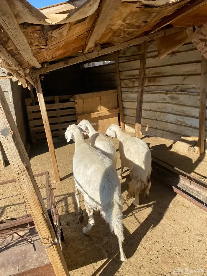 4 عروض حلال مشروطة وطيبة 10