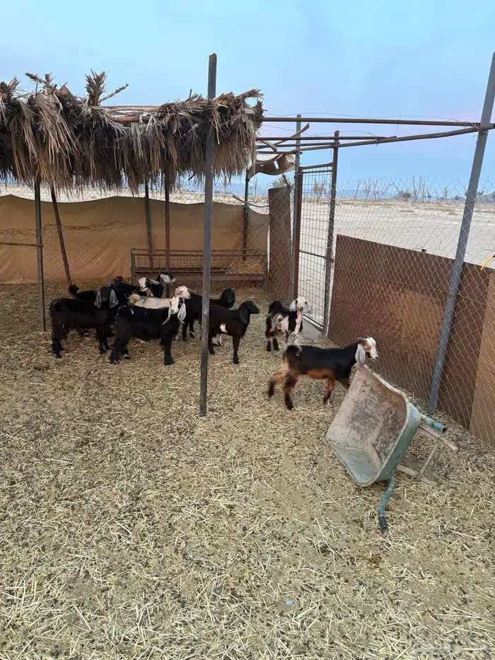 تيوس وجفار 0