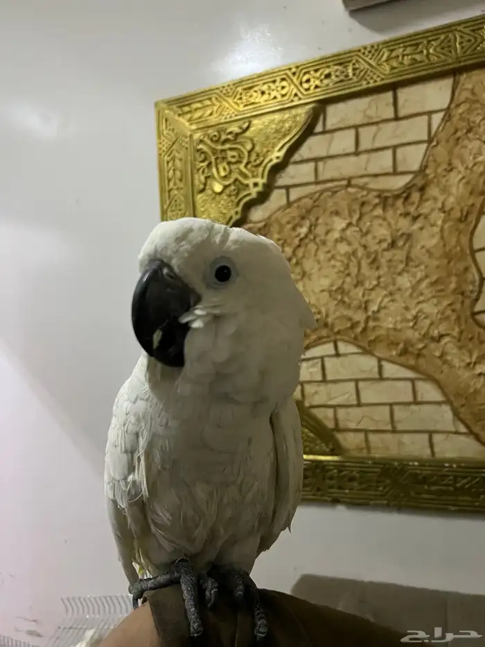 كوكاتو امبريلاء 1