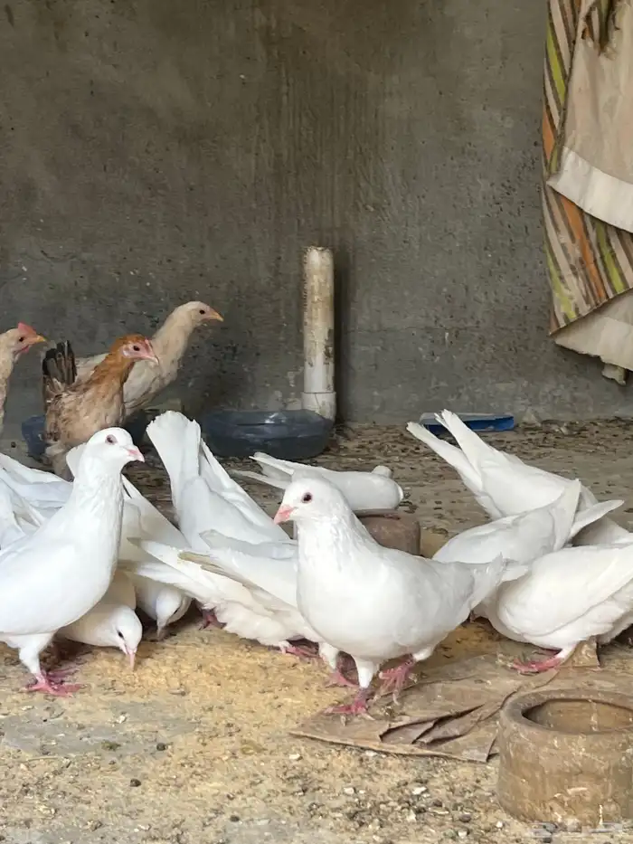 حمام فرنسي سوبر جامبو 4