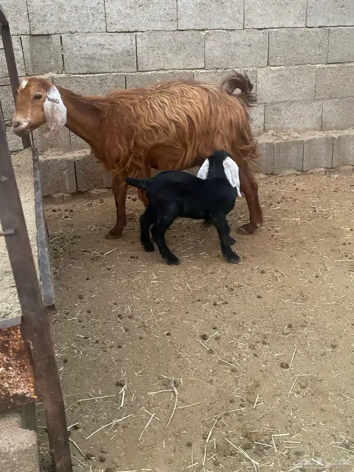 عنزين للبيع 0