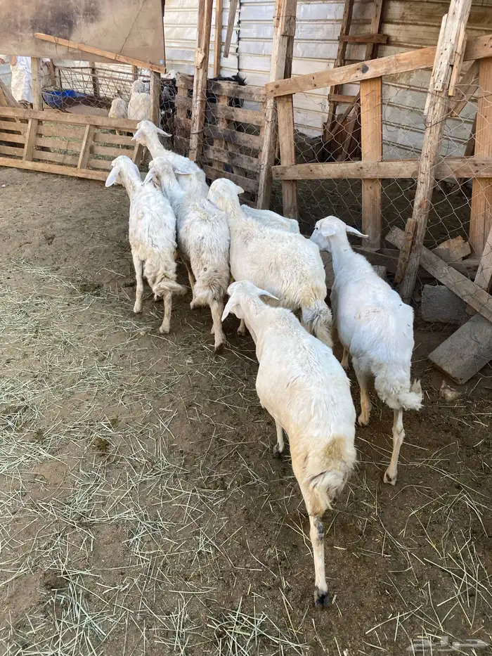 4 عروض حلال مشروطة وطيبة 27