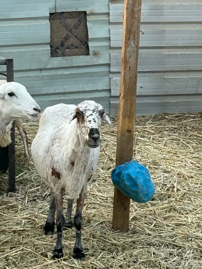 حايل للبيع الموقع الخرج 3