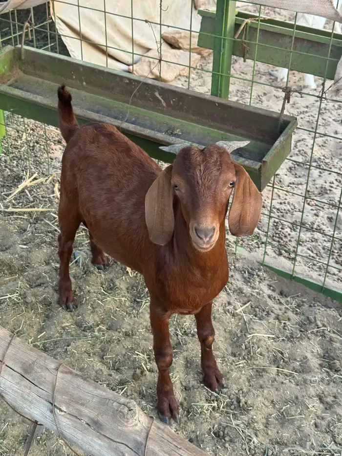 خليص بجوار السوق 0