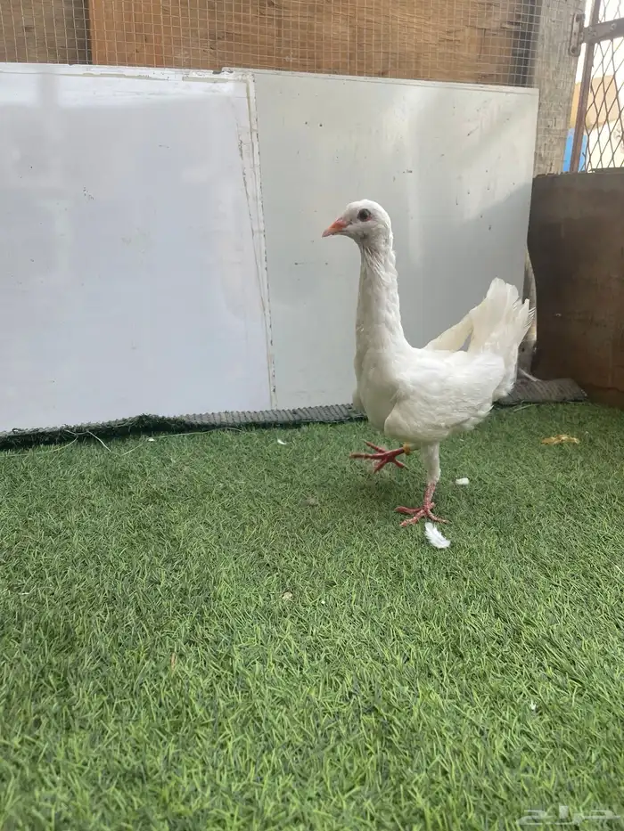 زوج مالتيز منتج 2