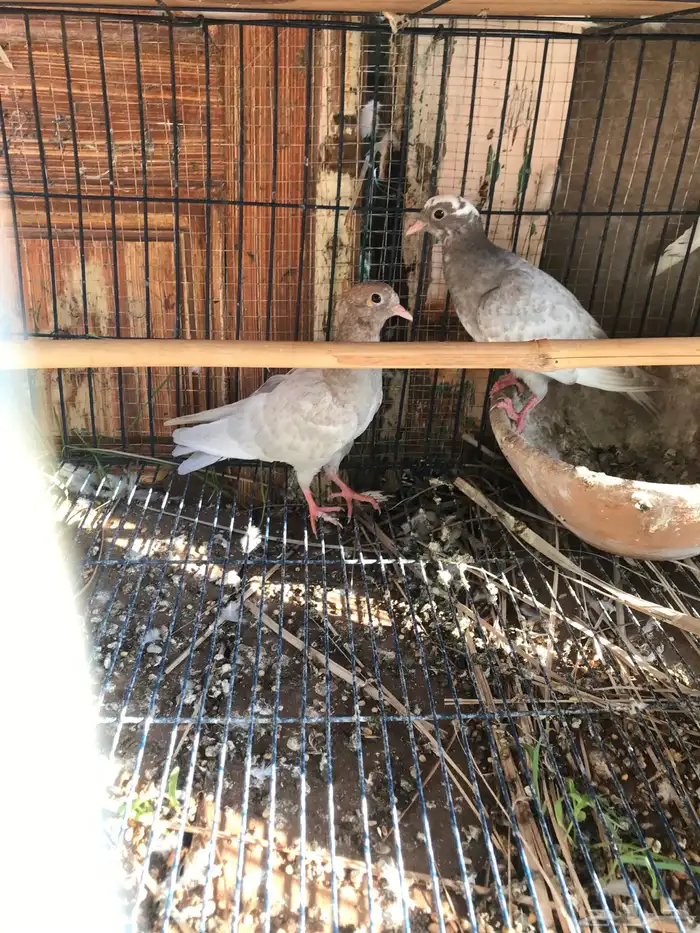 صنعاني اصيل شيبه وصوت ناعم وحجم صغير 18