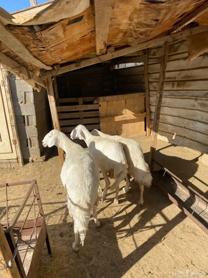 4 عروض حلال مشروطة وطيبة 9