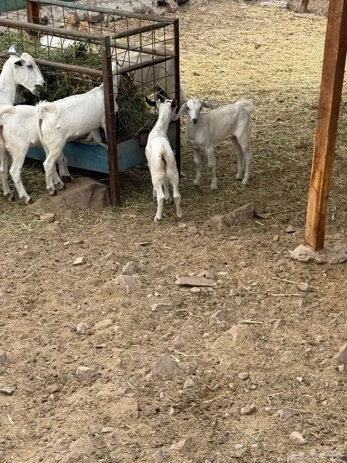 ماعز بيشي صنف الصنف جفار ثنايا مواليد 4