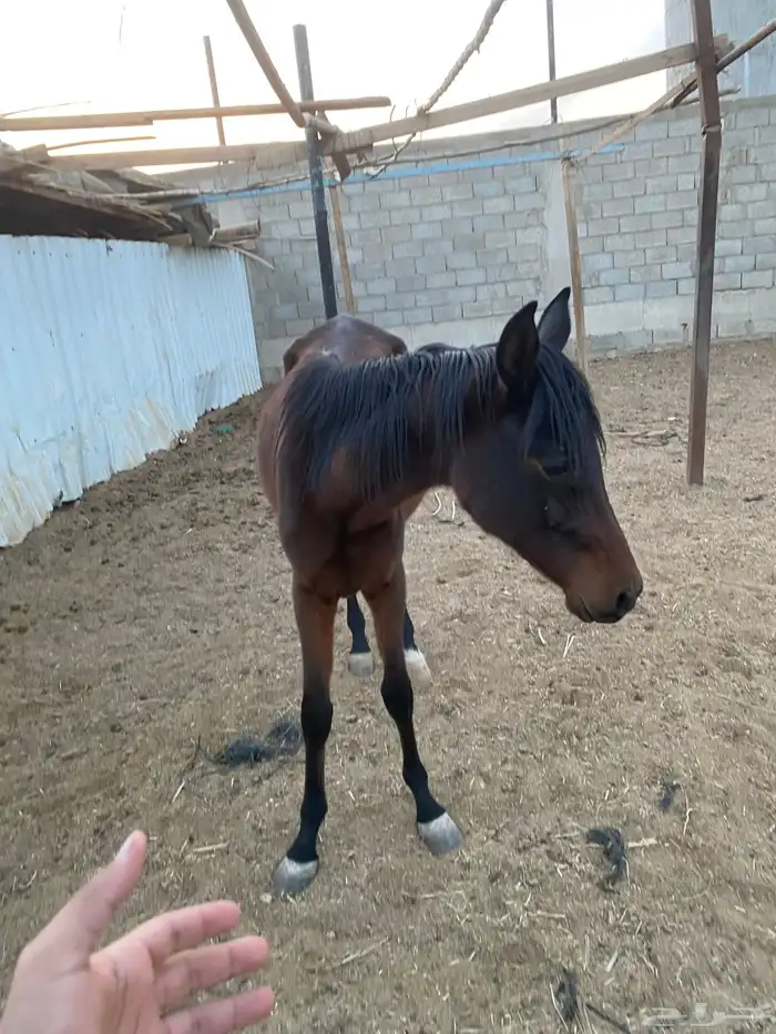 خيل للبيع 1
