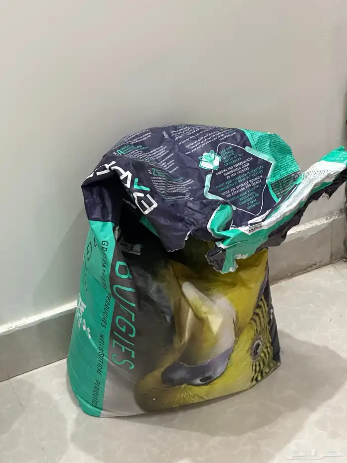 كناري الحب للبيع 2