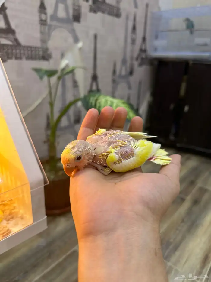 فروخ كنيور وا (روز عليه عرض) 2