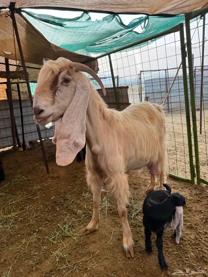 ماعز عوارض مواليد 0