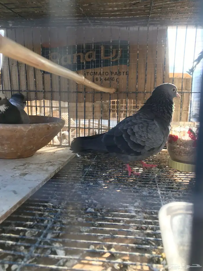 صنعاني اصيل شيبه وصوت ناعم وحجم صغير 26