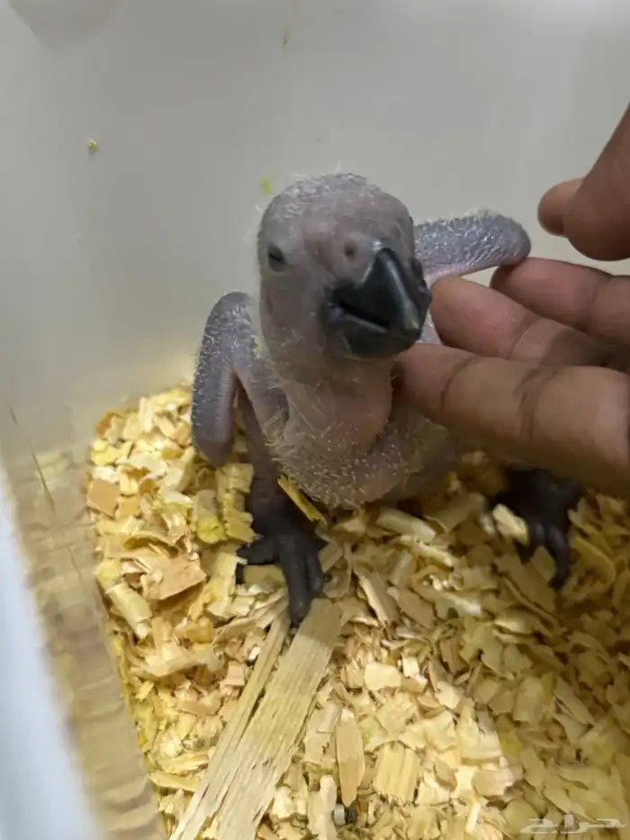 صغار الكاسيكو انتاج محلي 0