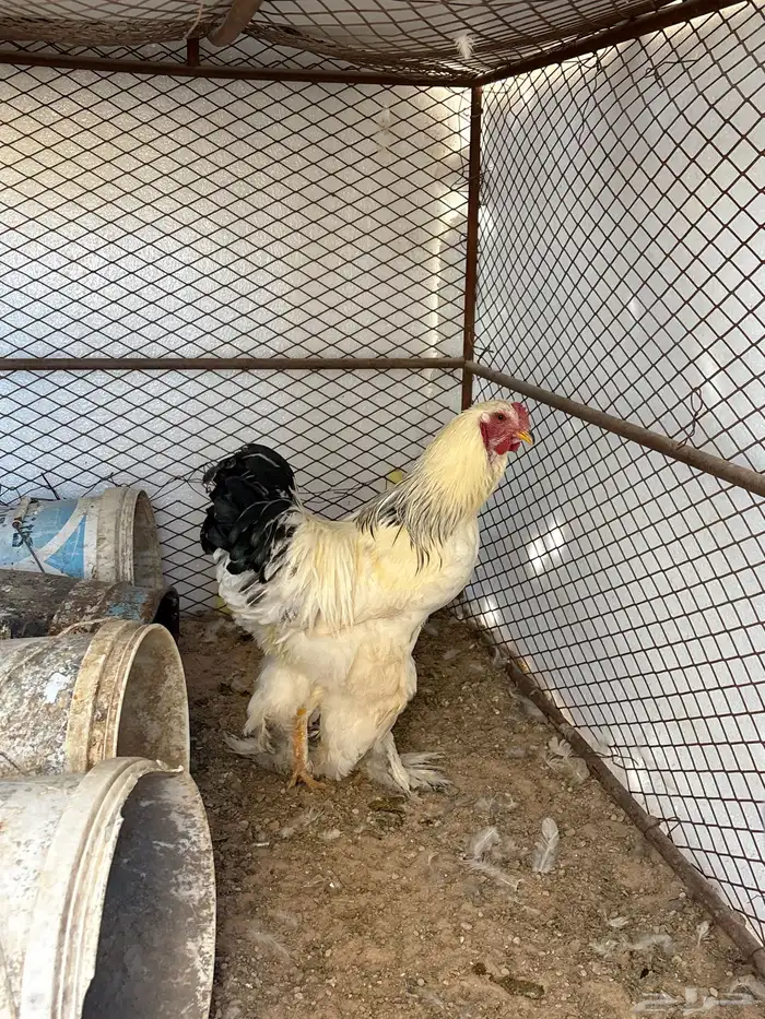 ديك براهما كولمبي 0