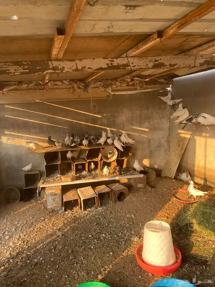 حمام باكستاني فرنسي 0