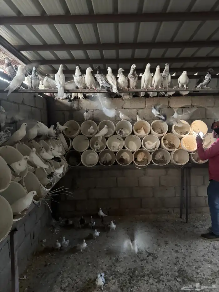 للبيع حمام فرنسي وأنواع اخرى والعدد مفتوح حوال 4